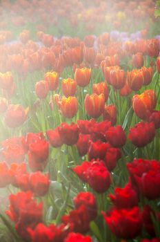 fresh tulips in garden