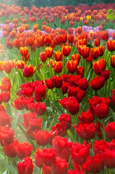 fresh tulips in garden