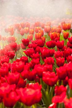 fresh tulips in garden