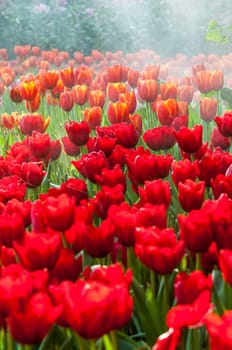 fresh tulips in garden