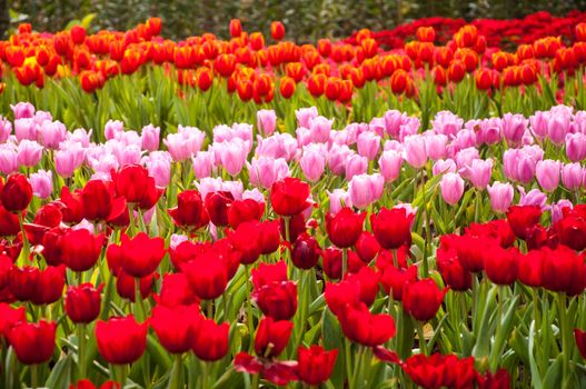 fresh tulips in garden