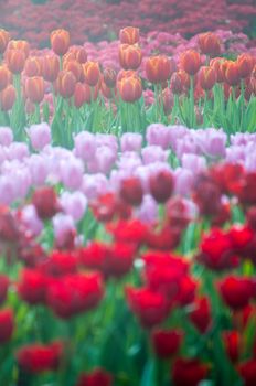 fresh tulips in garden