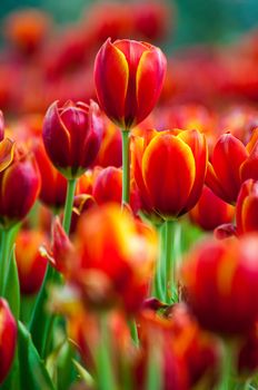 fresh tulips in garden