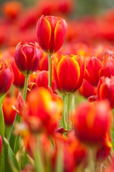 fresh tulips in garden