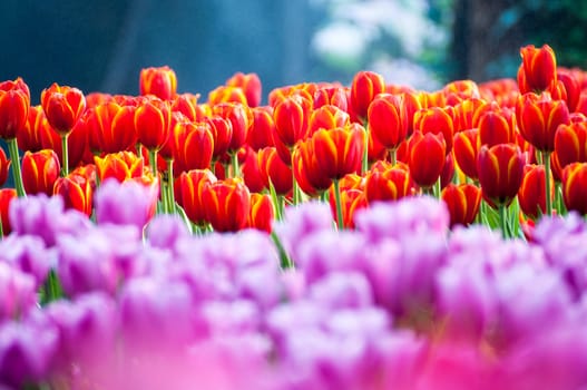 fresh tulips in garden