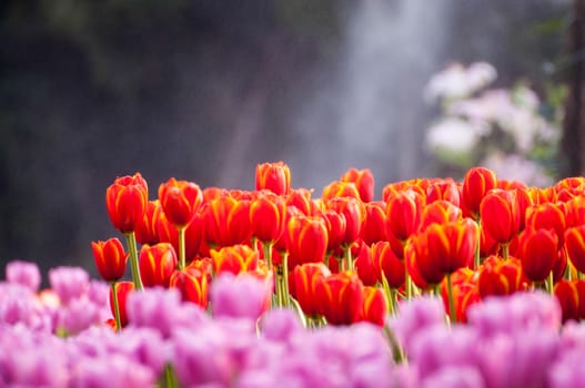 fresh tulips in garden