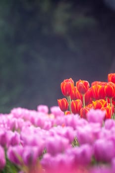 fresh tulips in garden