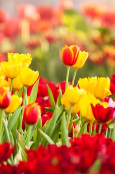 fresh tulips in garden