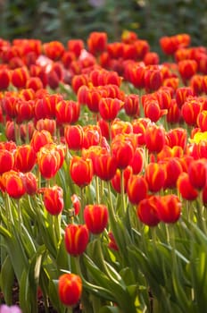 fresh tulips in garden