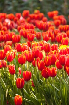 fresh tulips in garden