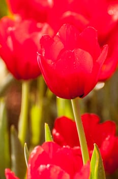 fresh tulips in garden