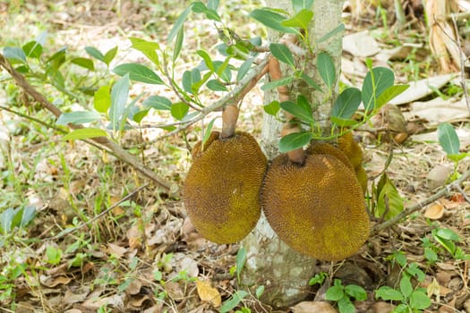 jackfriut on tree with leaves in garden