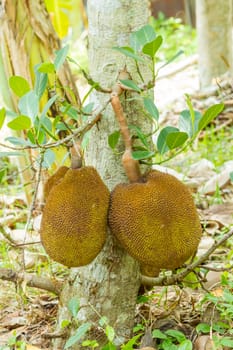 jackfriut on tree with leaves in garden