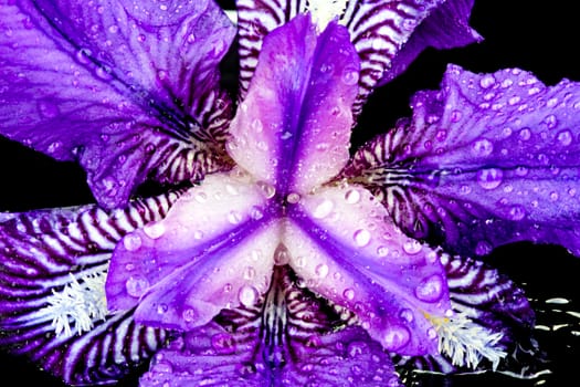 Purple flower with water drops