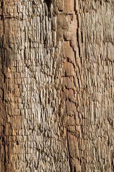 rough textured old wood as background