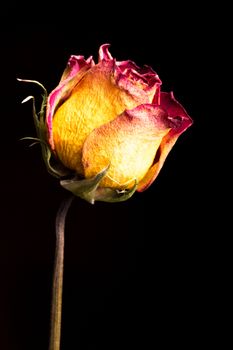 A drying and aging beautiful yellow rose with red edged petals