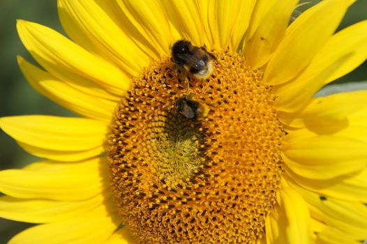 Macro of sunflower with bumblebees