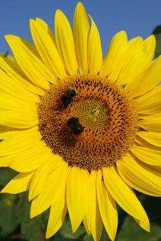 Sunflower with bumblebees