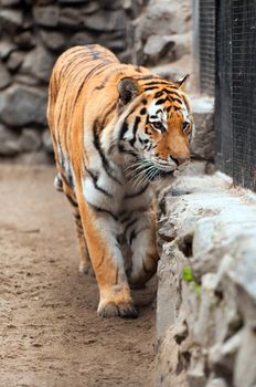 Tiger in a zoo with fallen snow