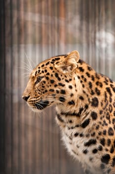 Amur or Manchurian leopard - one of the rarest felids in the world