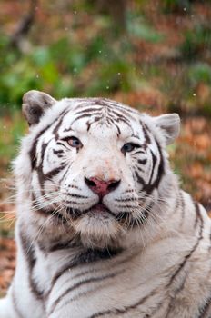 White Bengal Tiger in a Zoo