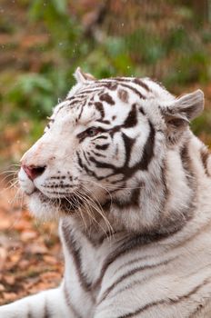 White Bengal Tiger in a Zoo