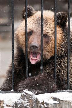 Young sadness brown bear in winter zoo