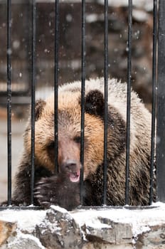 Young sadness brown bear in winter zoo