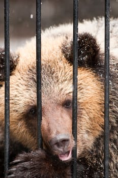 Young sadness brown bear in winter zoo