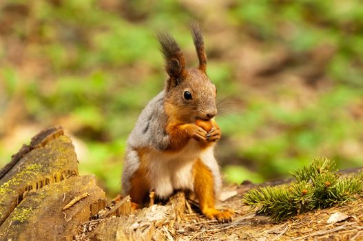 Little squirrel eating nut in park at spring