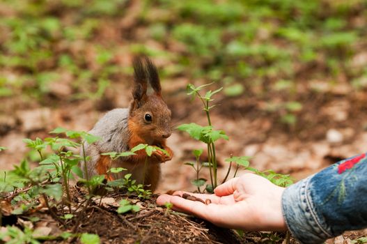 Little squirrel taking nuts from human hand in park