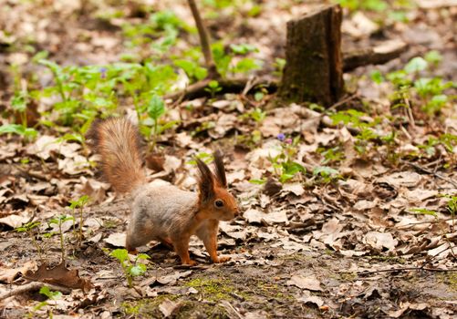 Little squirrel in park at spring