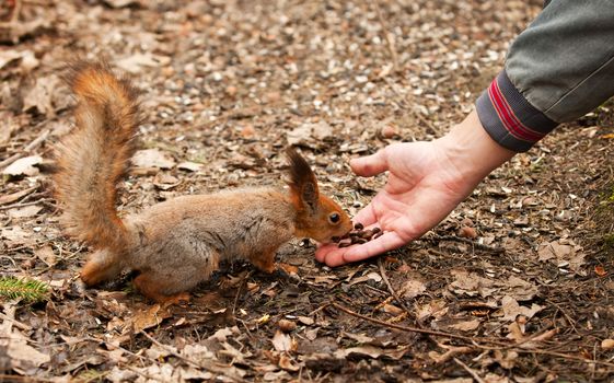 Little squirrel taking nuts from human hand in park
