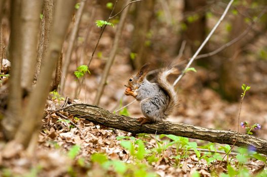 Little squirrel eating nut in park at spring