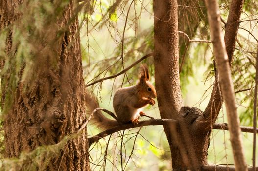 Little squirrel eating nut in park at spring