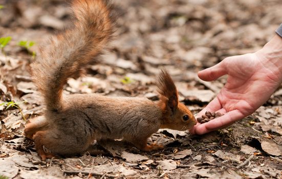 Little squirrel taking nuts from human hand in park