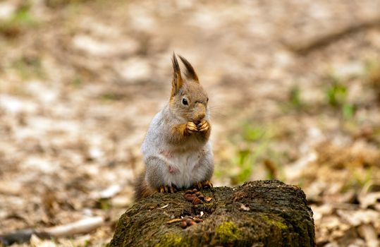 Little squirrel eating nut in park at spring