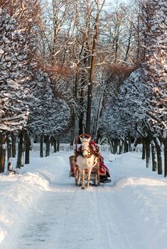 Winter holiday-walk in carriage with white horse