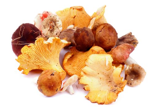 Heap of Raw Forest Edible Mushrooms with Golden Chanterelles, Porcini Mushrooms, Boletus and Russules with Natural Dirties isolated on white background 