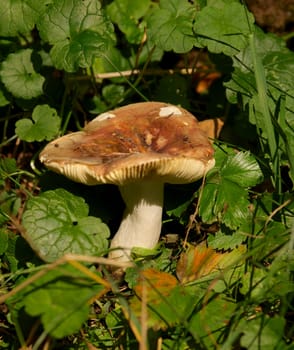 Big Russule Between Green Grass in Natural Environment. Focus on Centre of Cap