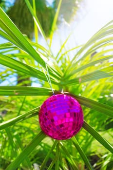 Christmas ball on palm tree - holiday concept
