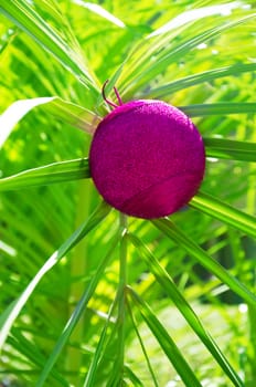 Christmas ball on palm tree - holiday concept