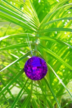 Christmas ball on palm tree - holiday concept