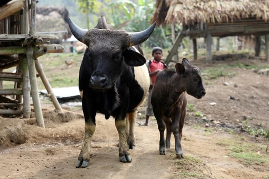 Mithun cattle - female with her calf - in an indigenous Nishi village in Arunachal Pradesh, NE India