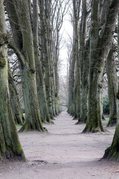 Tree alley in Elbe Park in Hamburg. Winter scenery.