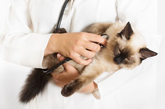 kitten and stethoscope