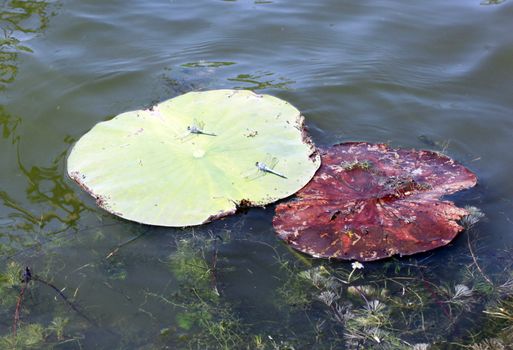 Two lily pads at Black Bayou Lake in Monroe, Louisiana