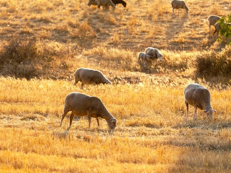 Flock of sheep grazing in a paddock in golden sunlight with one ewe accompanied by a small lamb