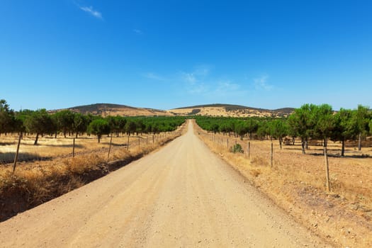 Long deserted straight gravel road disappearing into the distance in the countryside between plantations of young trees towards distant hills