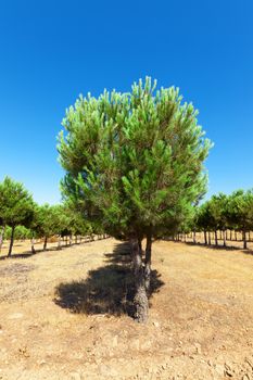 Evergreen fir plantation, sunny day